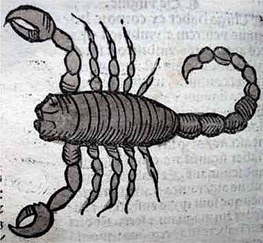 Scorpio, der Skorpion